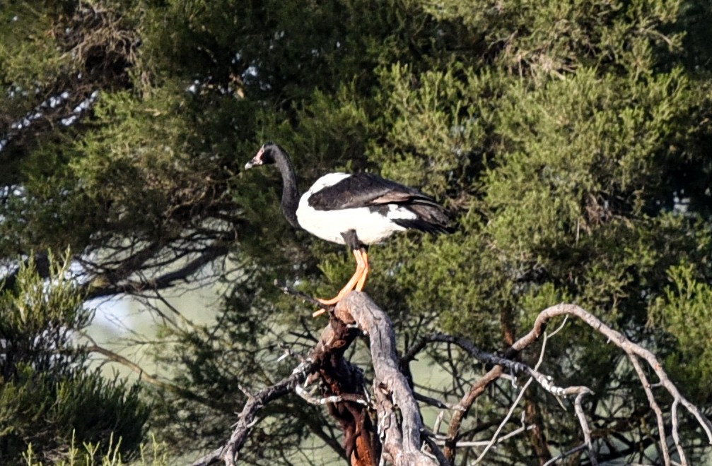 skjæregås - ML635588525