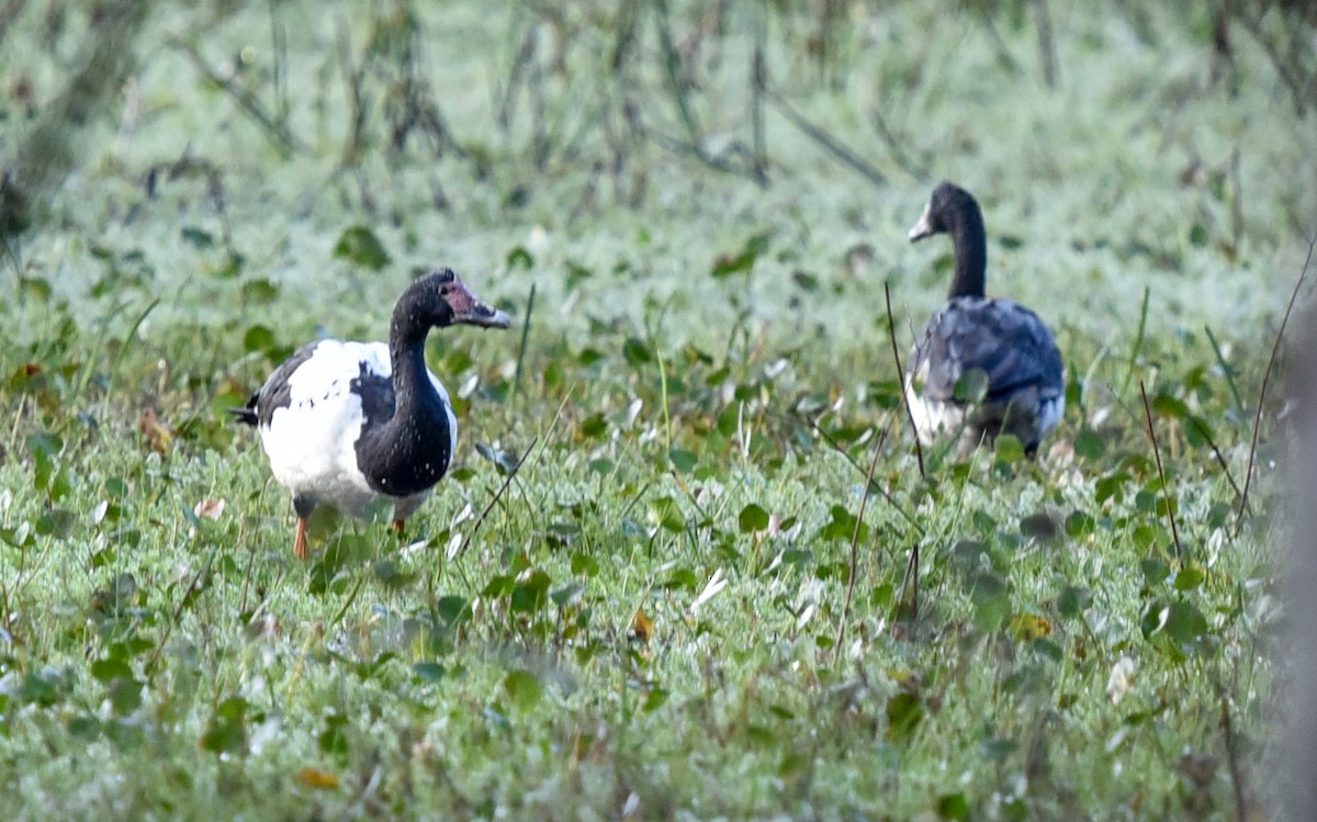 skjæregås - ML635588526