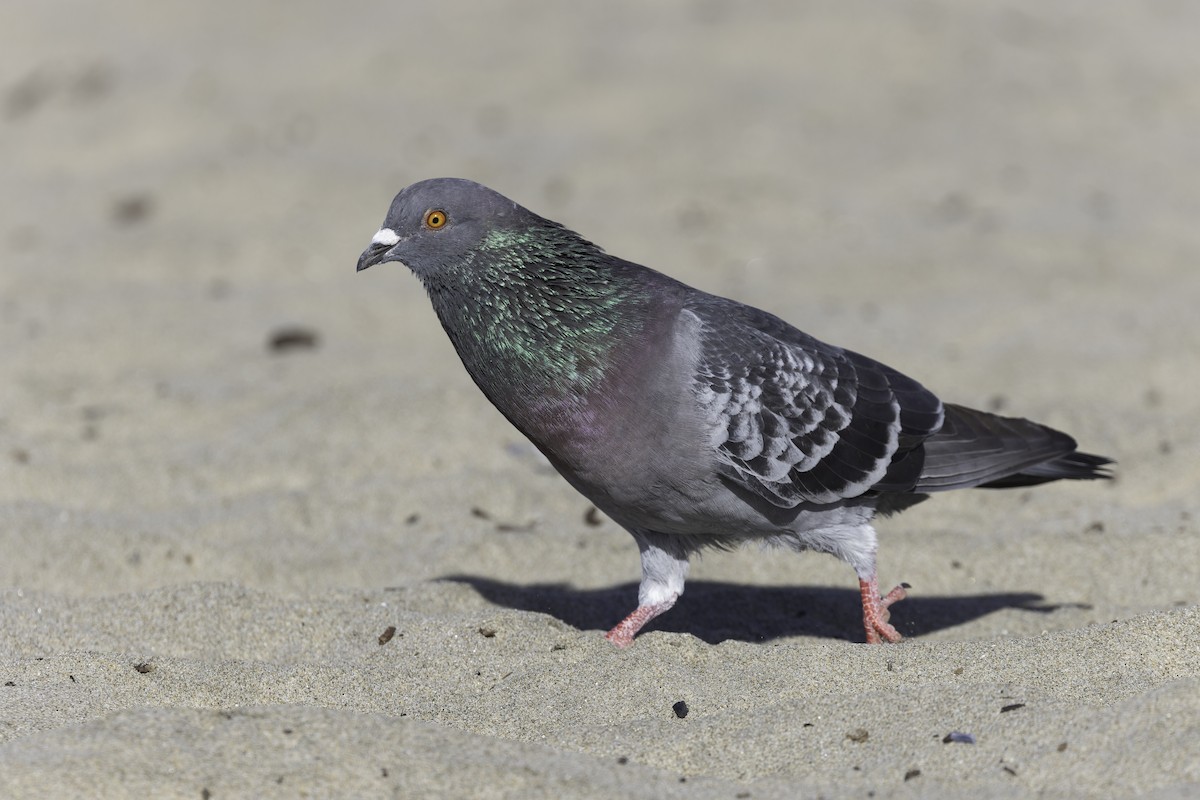 Rock Pigeon (Feral Pigeon) - ML635588563