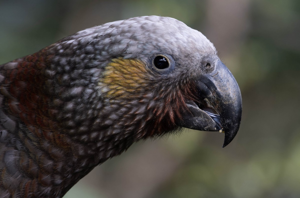 New Zealand Kaka - ML635588566