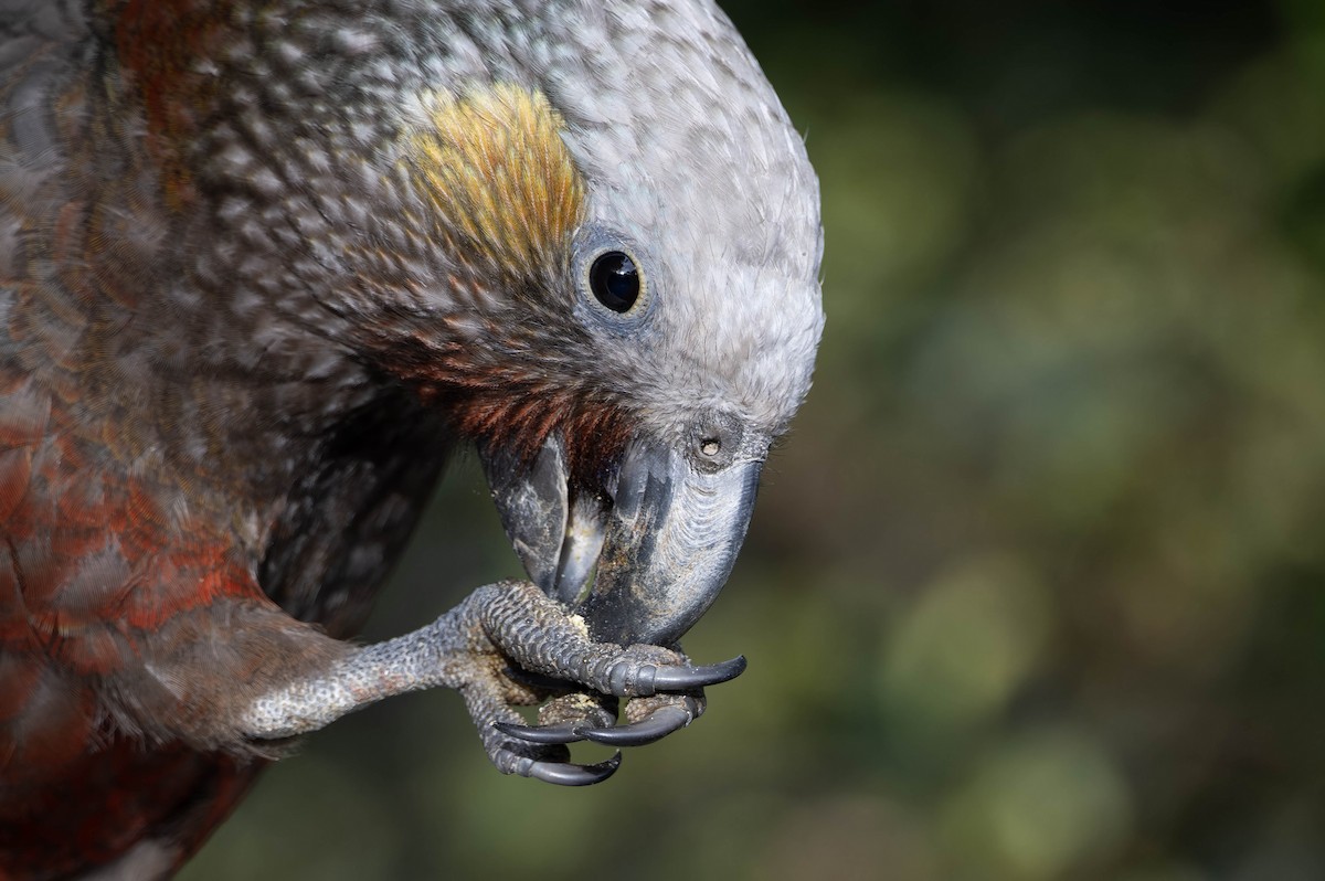 New Zealand Kaka - ML635588568