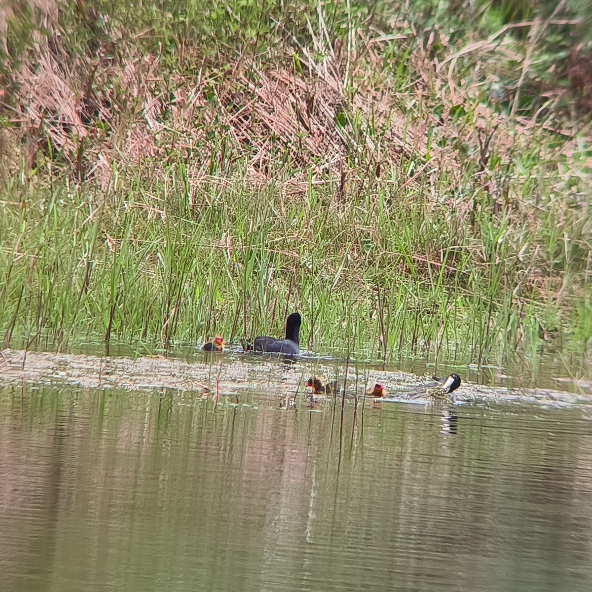 American Coot - ML635588634