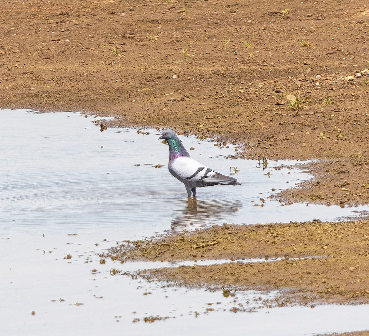 Rock Pigeon (Feral Pigeon) - ML635588661