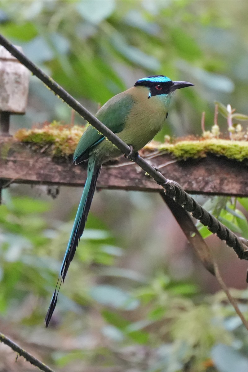 Andean Motmot - ML635588691
