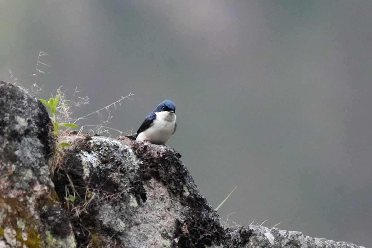 Blue-and-white Swallow - ML635588709