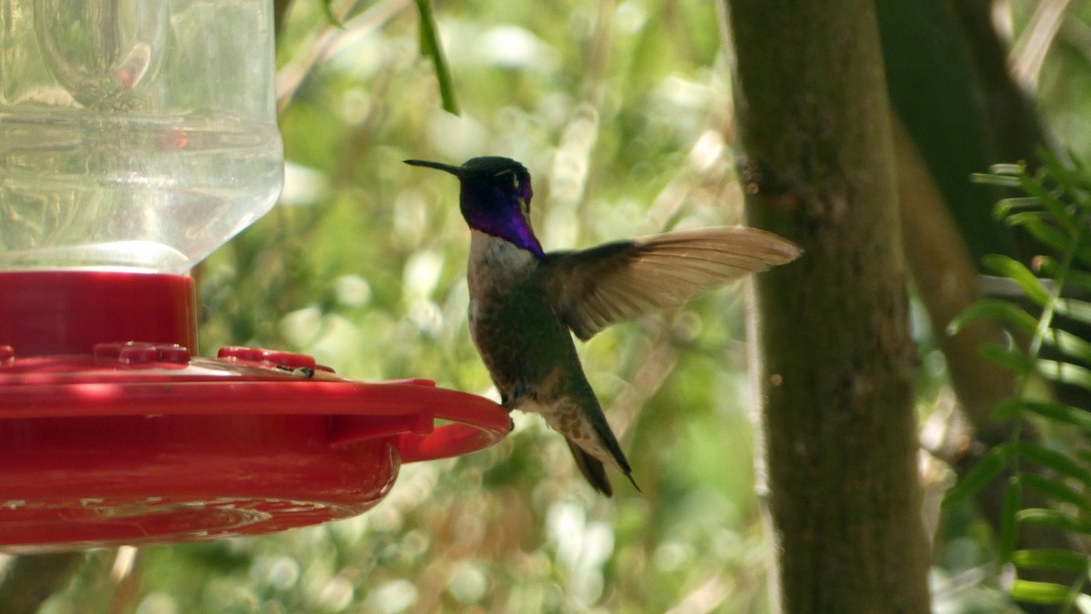 Costa's Hummingbird - ML635588780