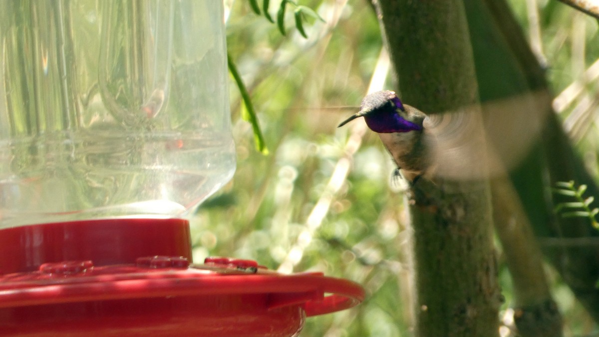 Costa's Hummingbird - ML635588781