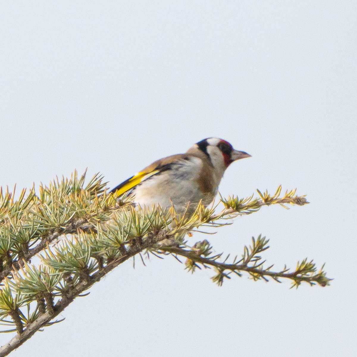 European Goldfinch - ML635588785