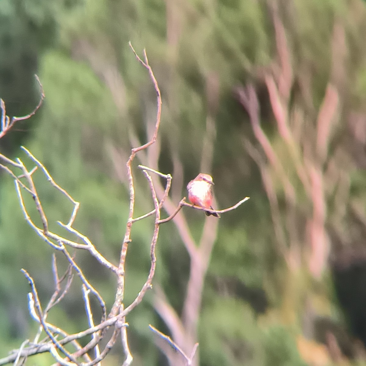 Vermilion Flycatcher - ML635588788