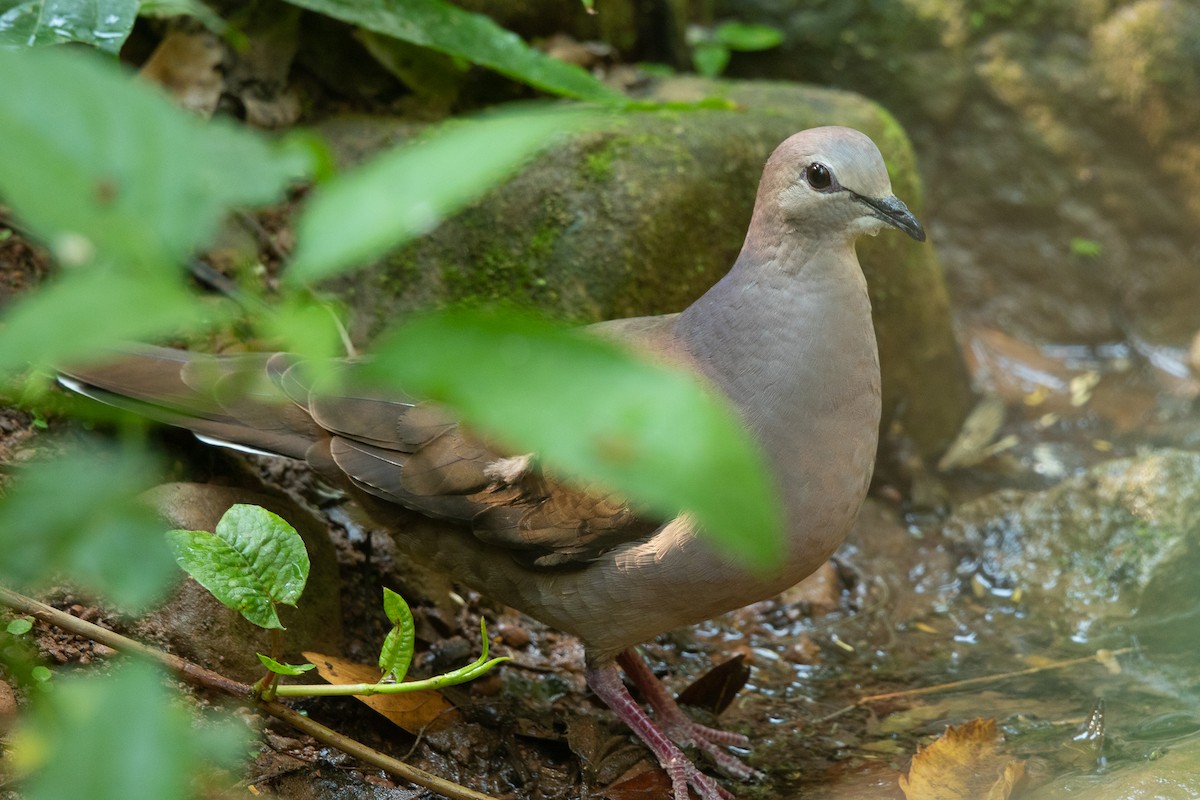 Large-tailed Dove - ML635588817