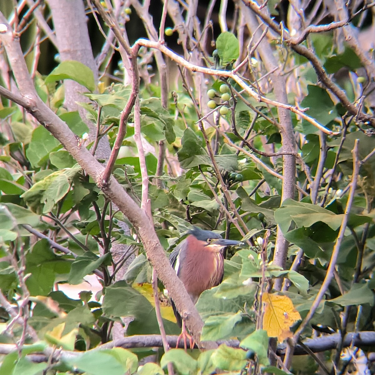 Green Heron - ML635588839