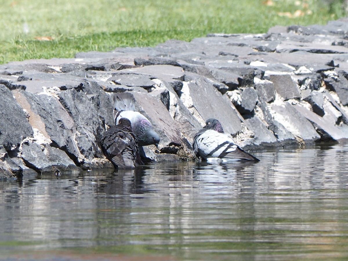 Rock Pigeon (Feral Pigeon) - ML635588841