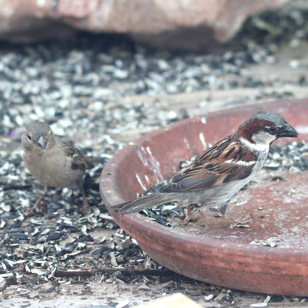 House Sparrow - ML635588843