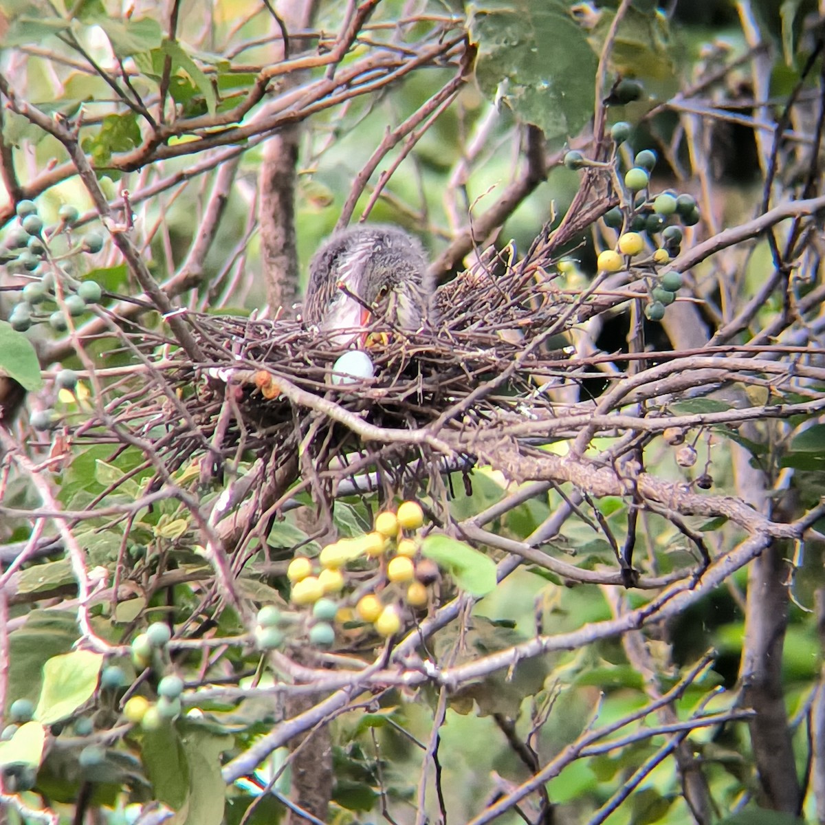 Green Heron - ML635588851
