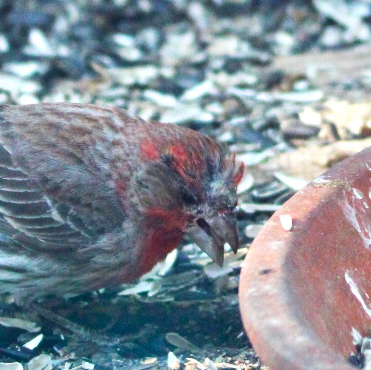 House Finch - ML635588856