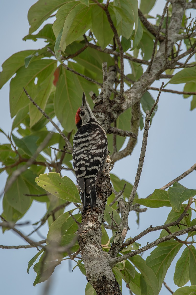 Stripe-breasted Woodpecker - ML635588860