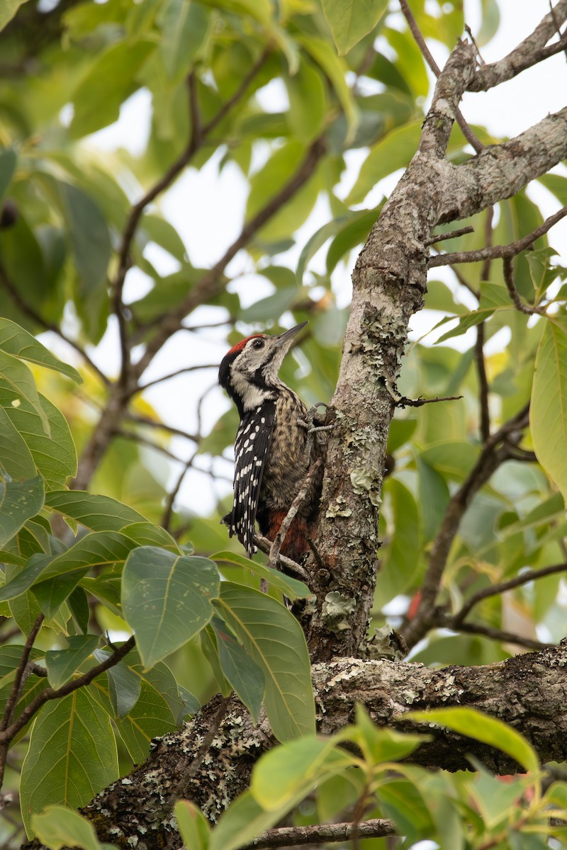 Stripe-breasted Woodpecker - ML635588861