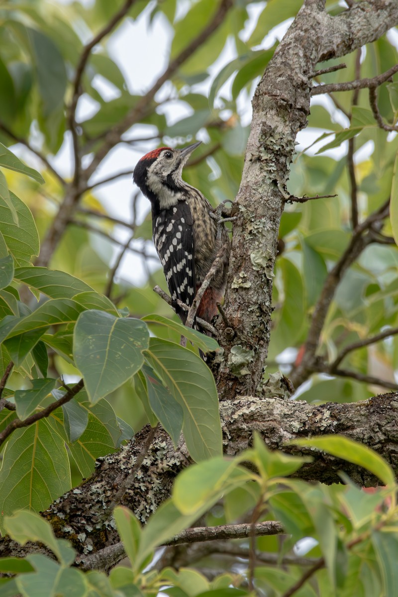 Stripe-breasted Woodpecker - ML635588862
