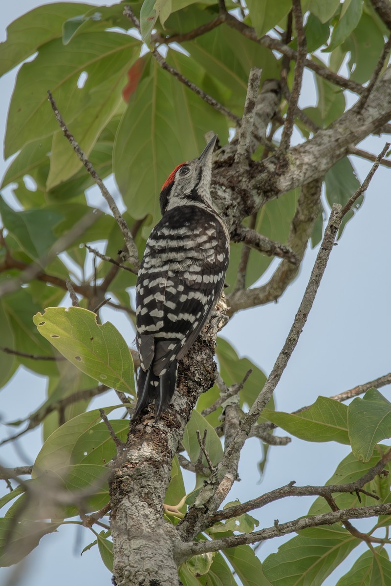 Stripe-breasted Woodpecker - ML635588863