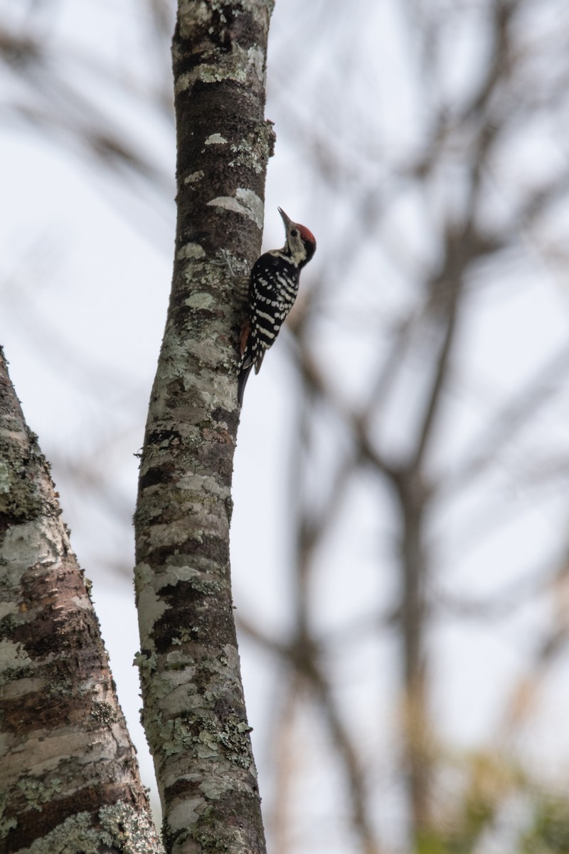 Stripe-breasted Woodpecker - ML635588865