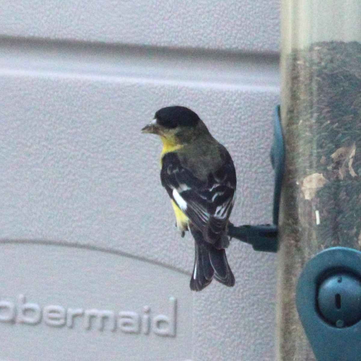Lesser Goldfinch - ML635588875