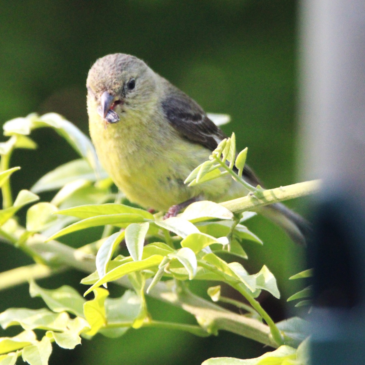 Lesser Goldfinch - ML635588881