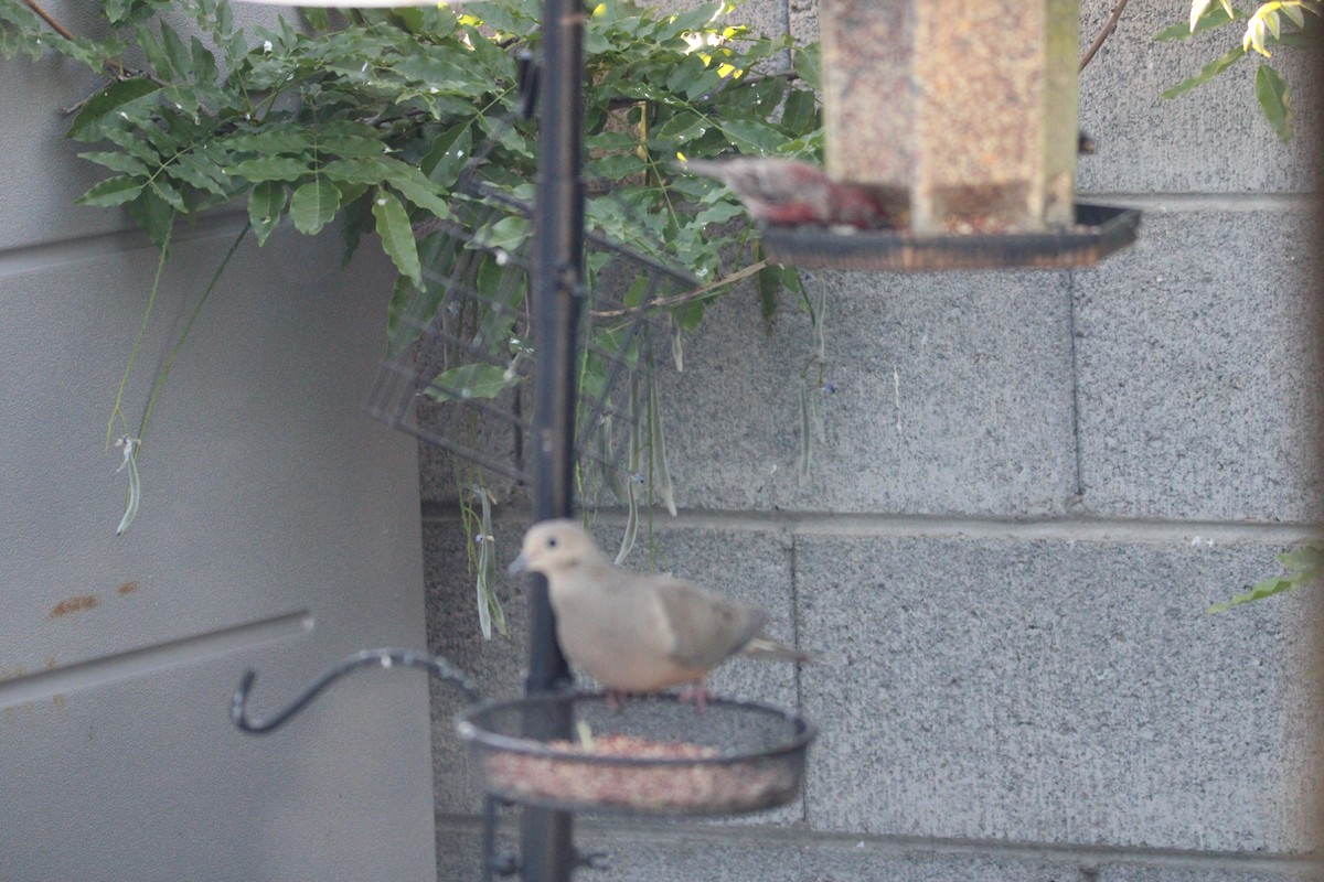 Mourning Dove - ML635588888