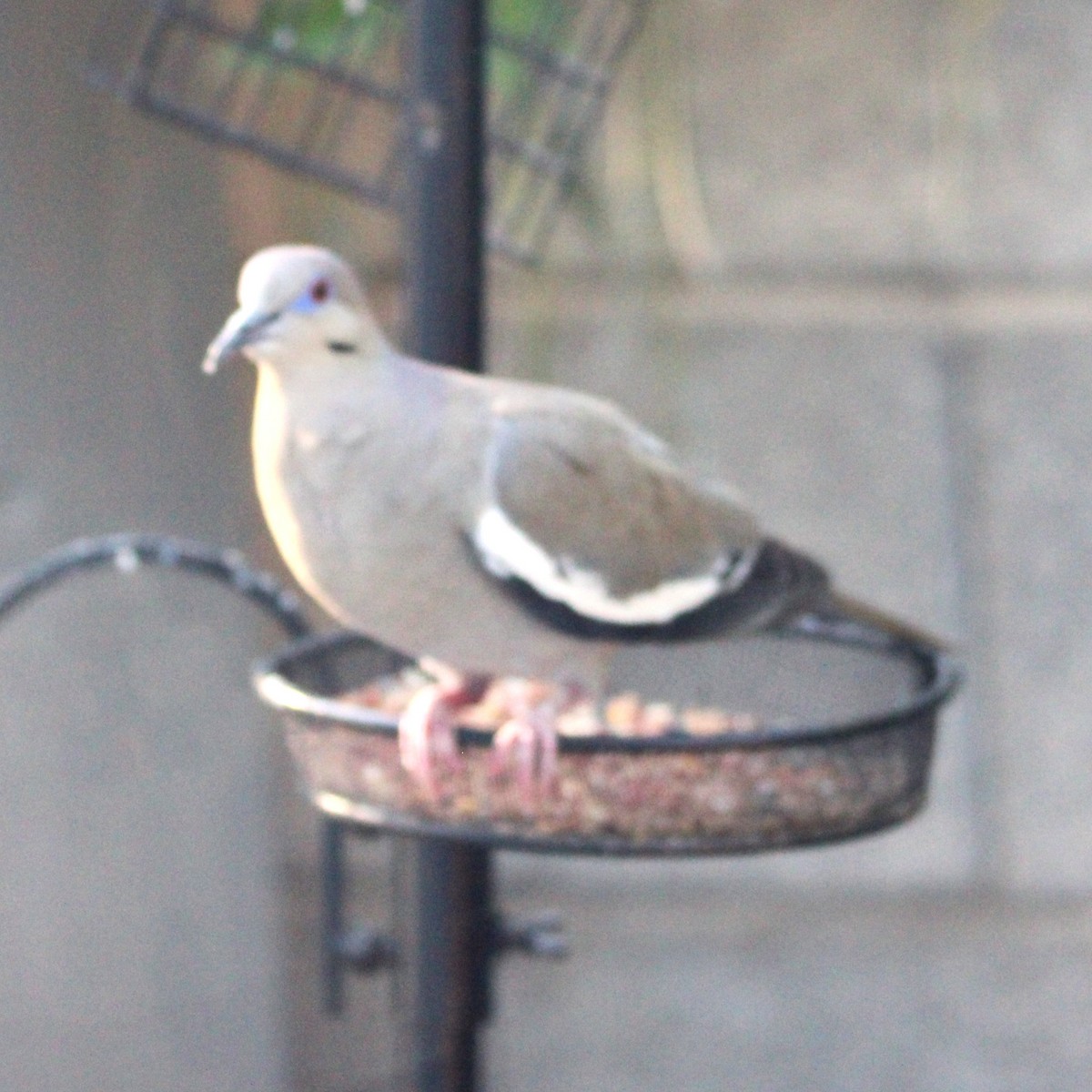 White-winged Dove - ML635588890