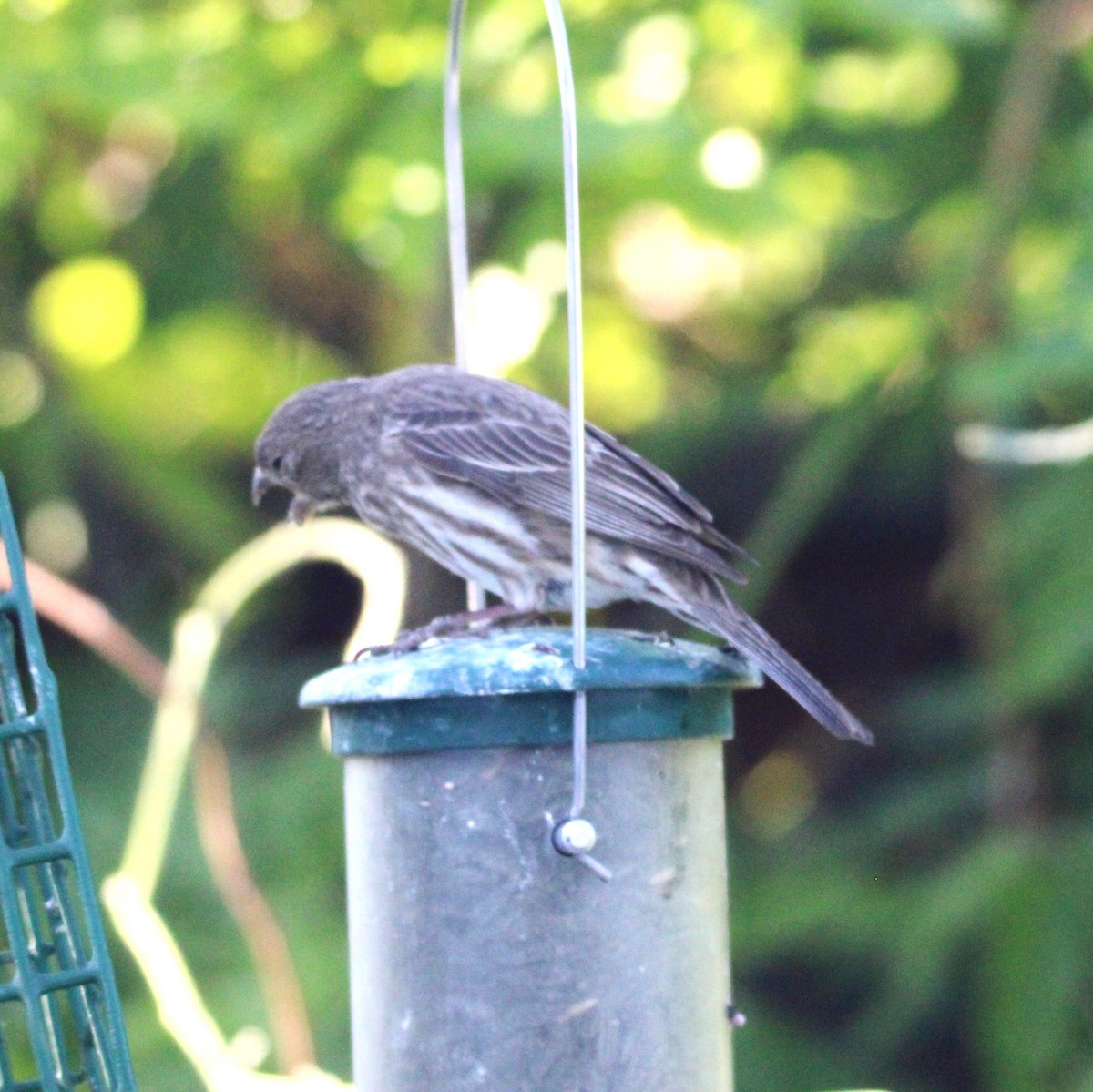 House Finch - ML635588896