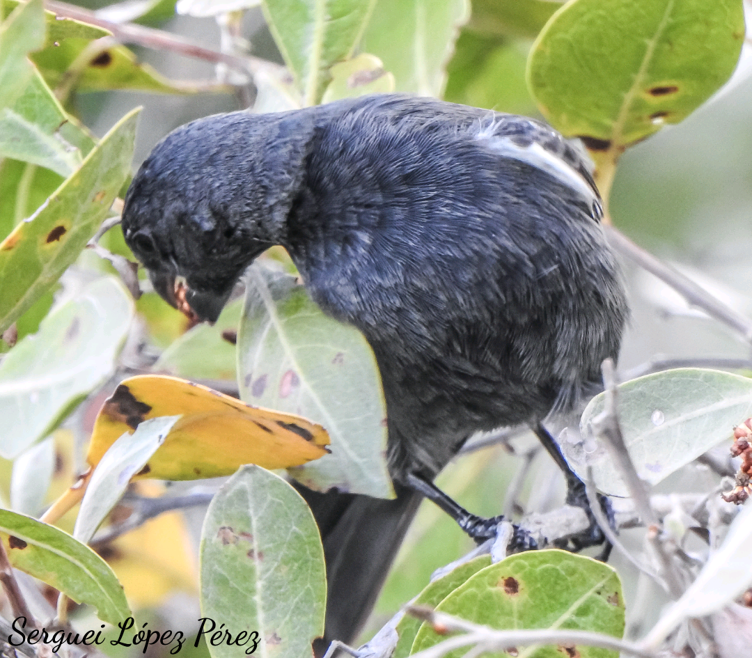Cuban Bullfinch - ML635588954