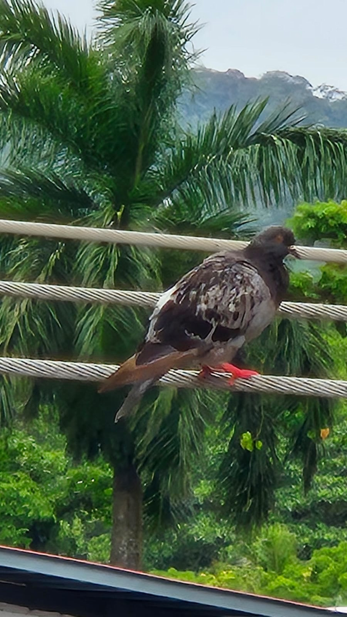 Rock Pigeon (Feral Pigeon) - ML635588973