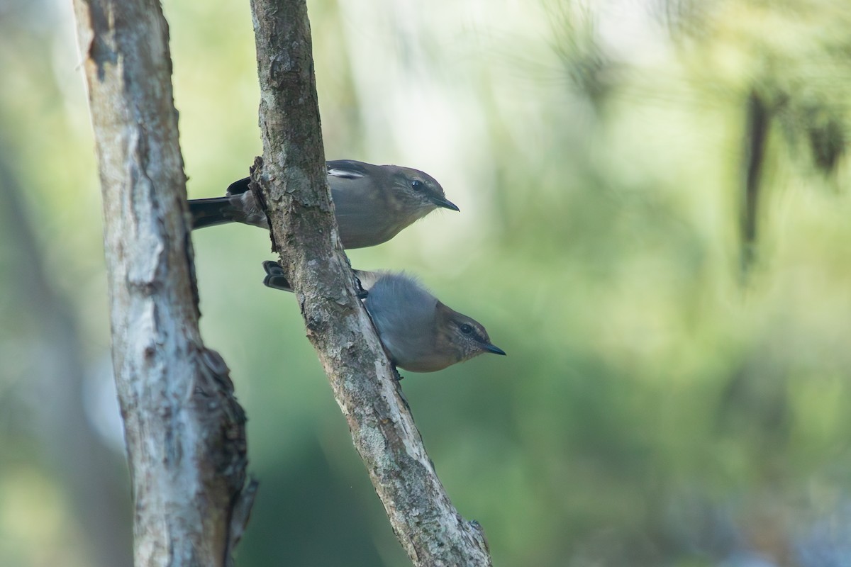 Dusky Robin - ML635588976