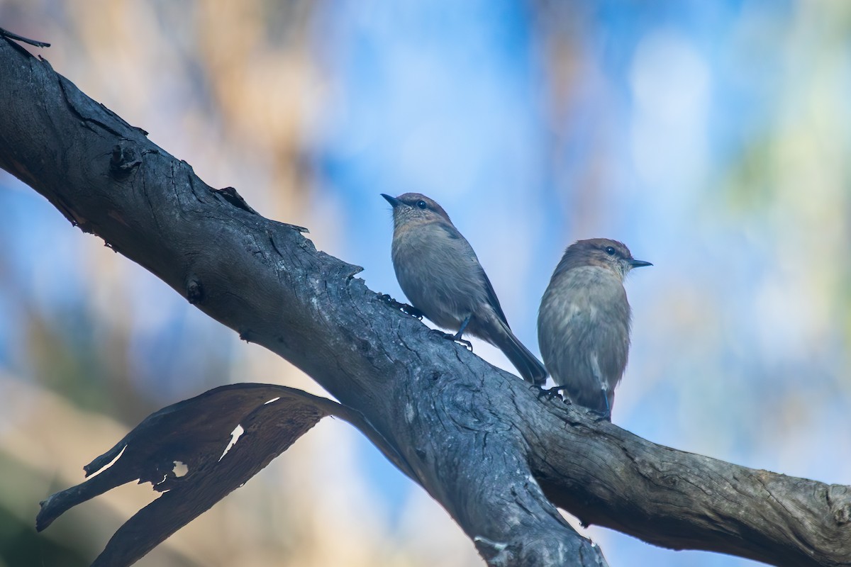 Dusky Robin - ML635588977