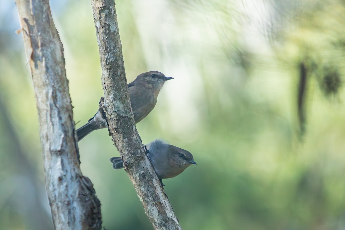 Dusky Robin - ML635588978