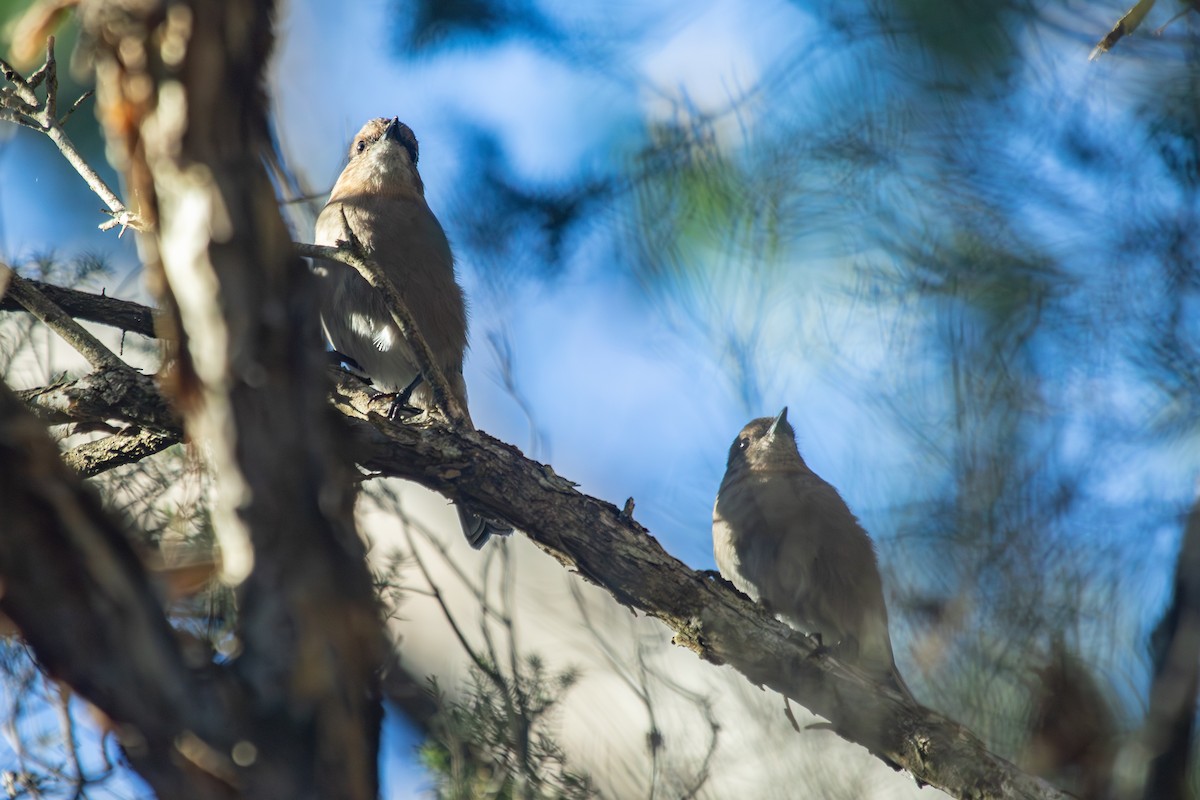Dusky Robin - ML635588979