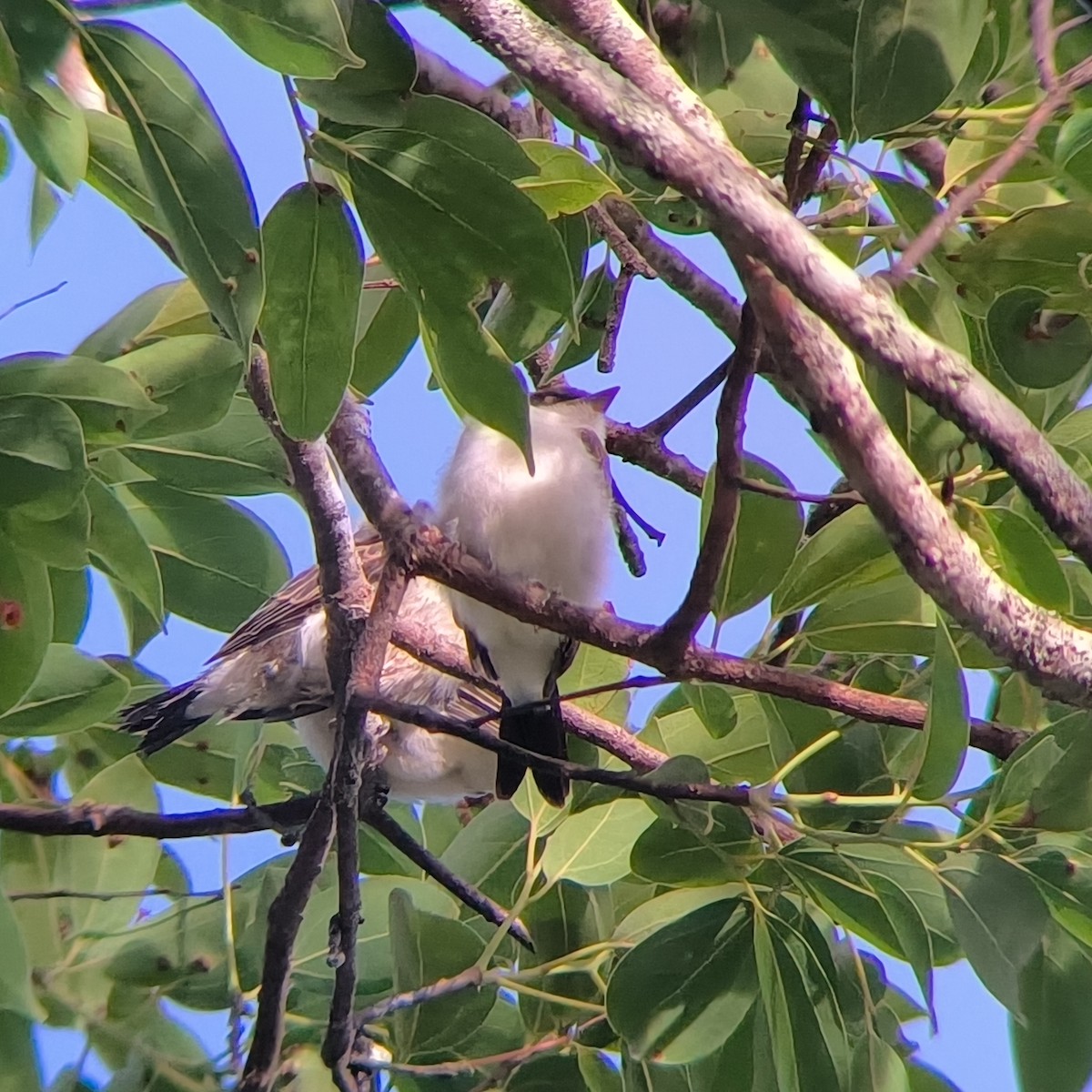 Fork-tailed Flycatcher - ML635589025