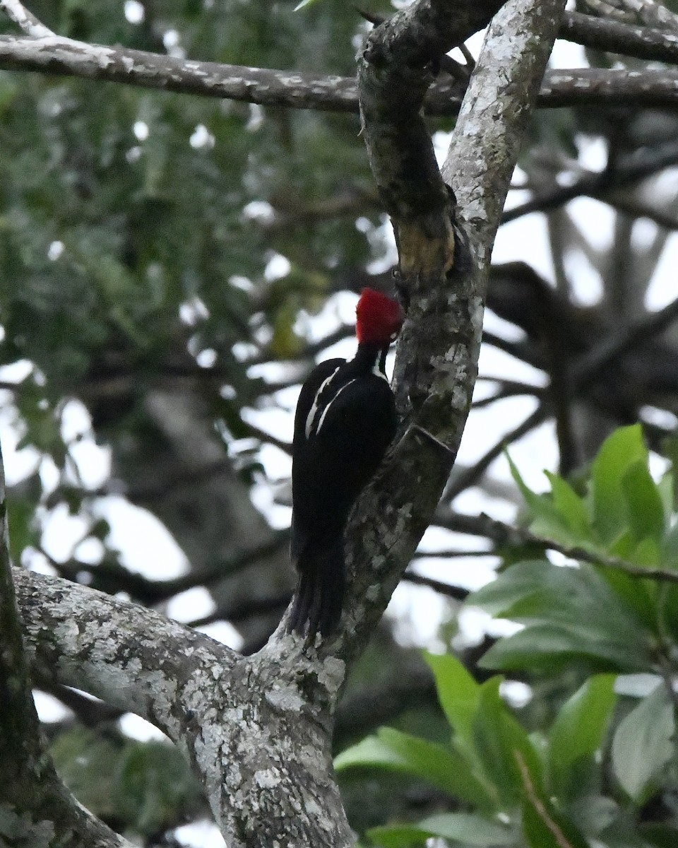 Crimson-crested Woodpecker - ML635589058