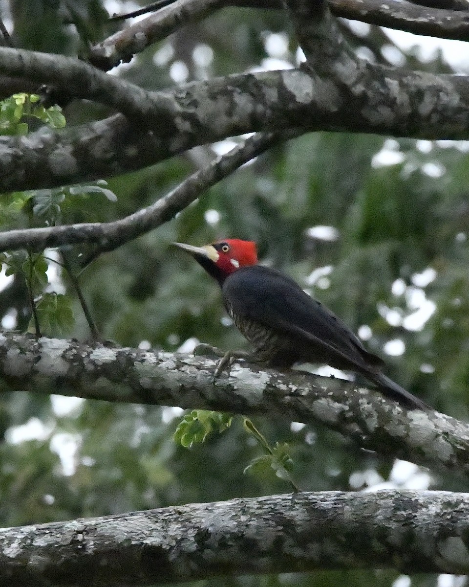 Crimson-crested Woodpecker - ML635589062