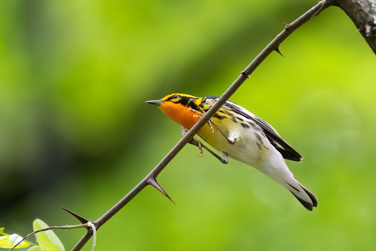 Blackburnian Warbler - ML635589104