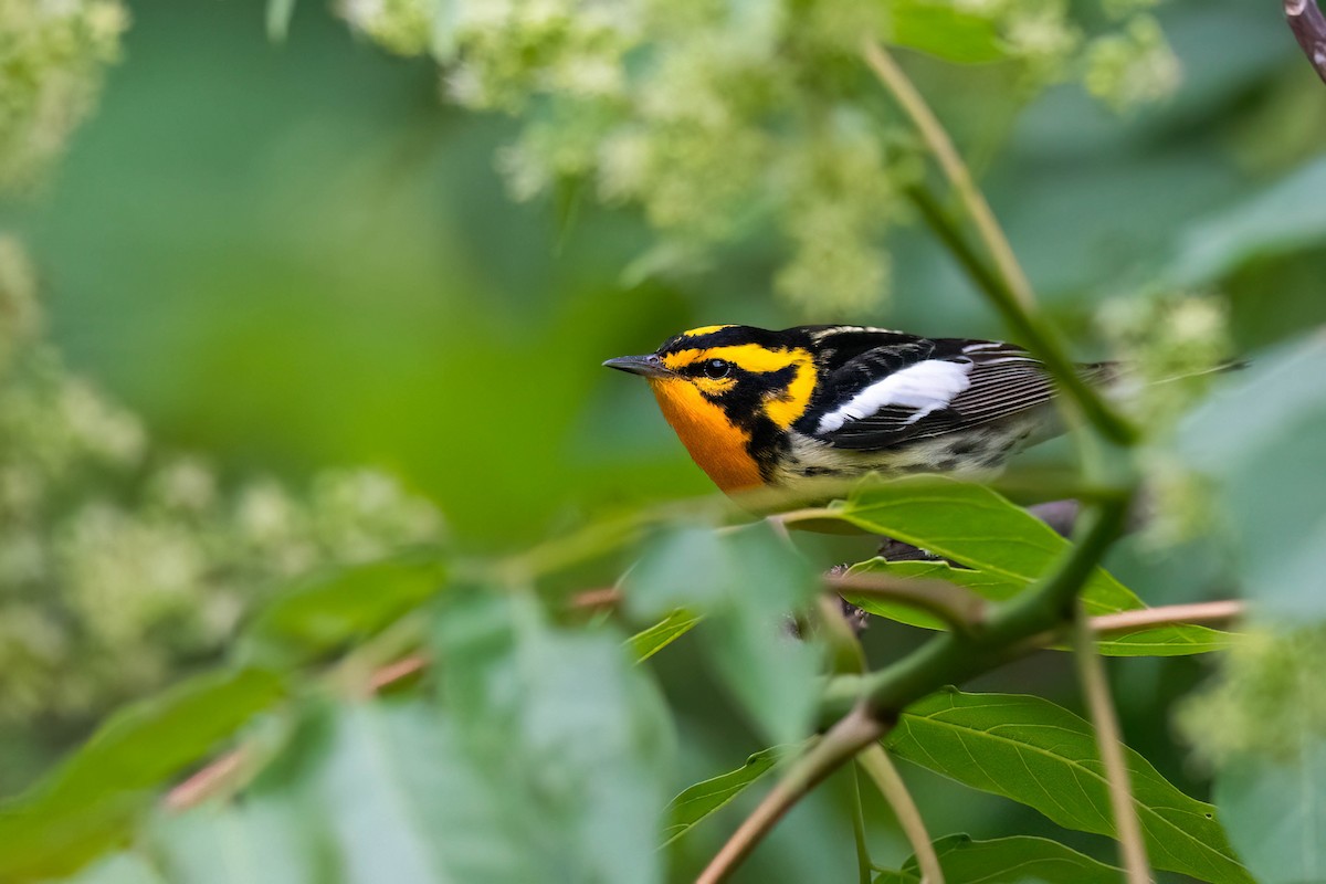 Blackburnian Warbler - ML635589105