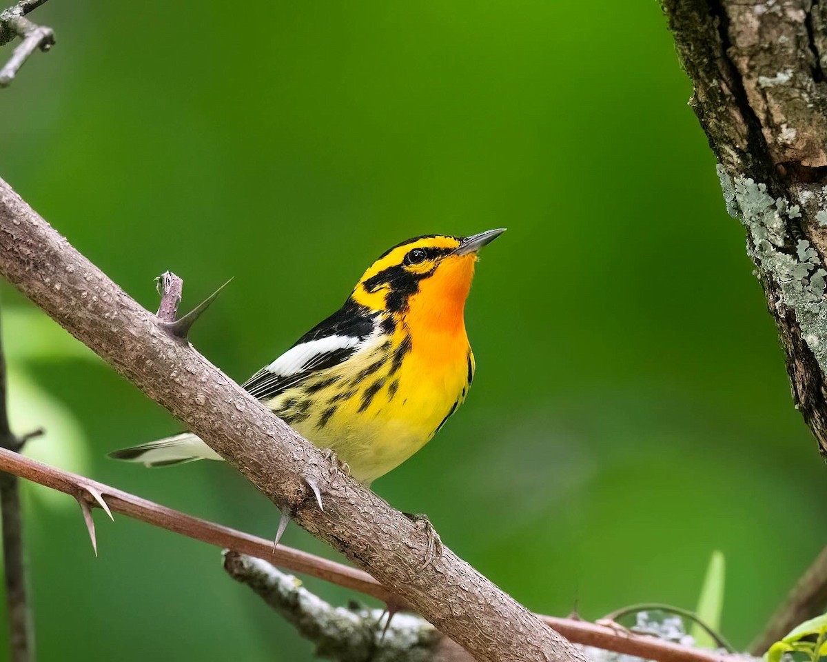 Blackburnian Warbler - ML635589106