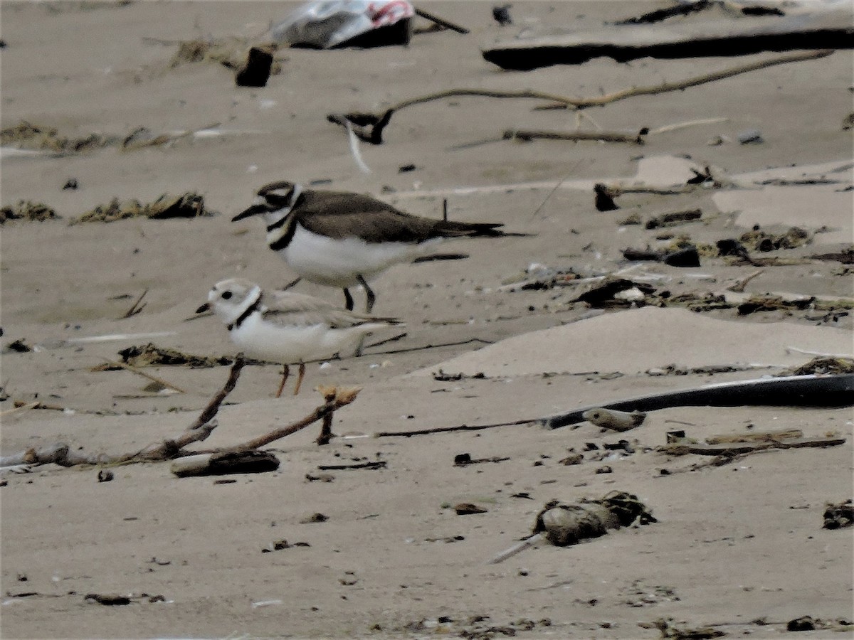 Killdeer - Eric Michael