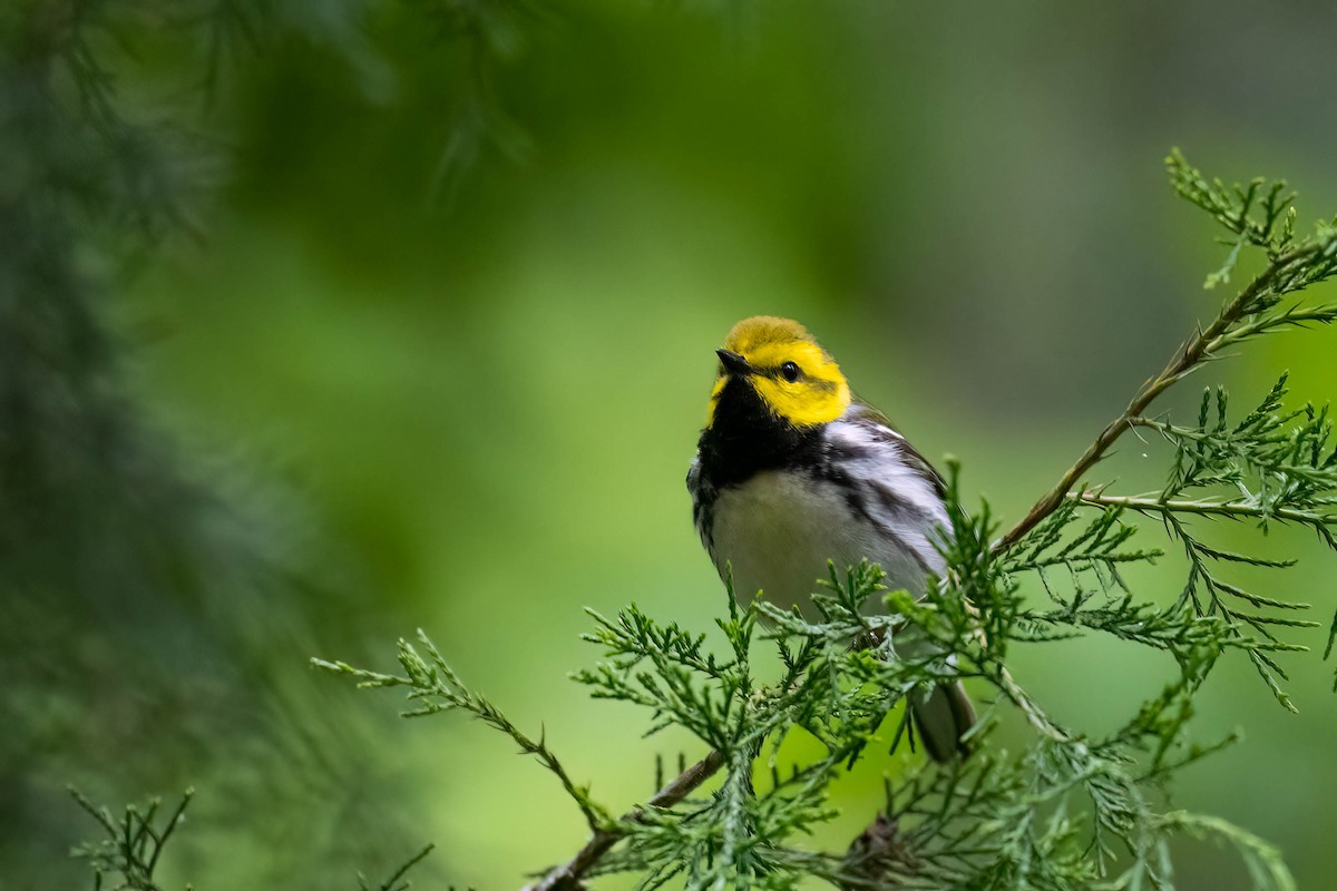 Black-throated Green Warbler - ML635589113