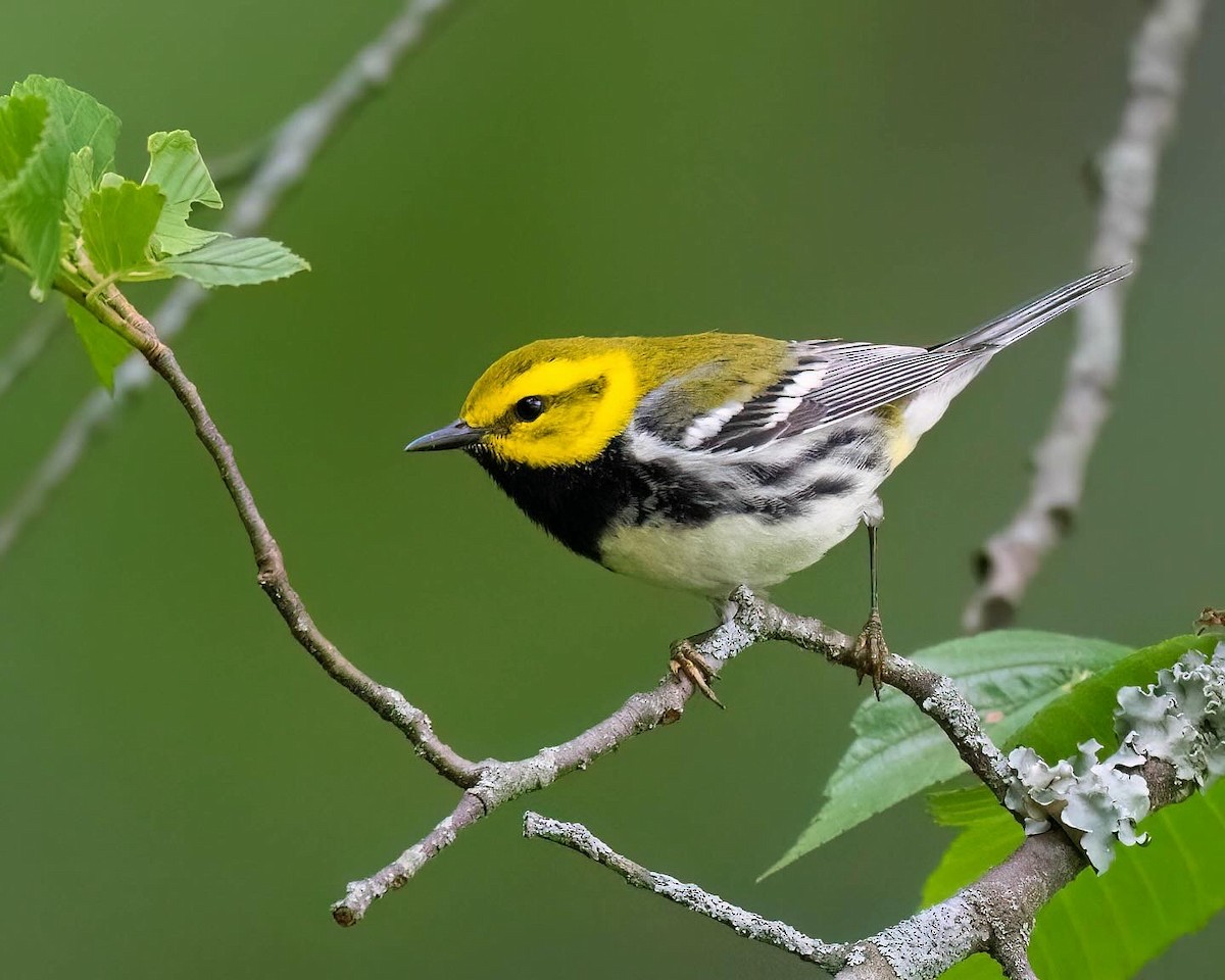 Black-throated Green Warbler - ML635589114