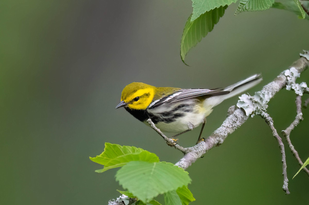 Black-throated Green Warbler - ML635589115
