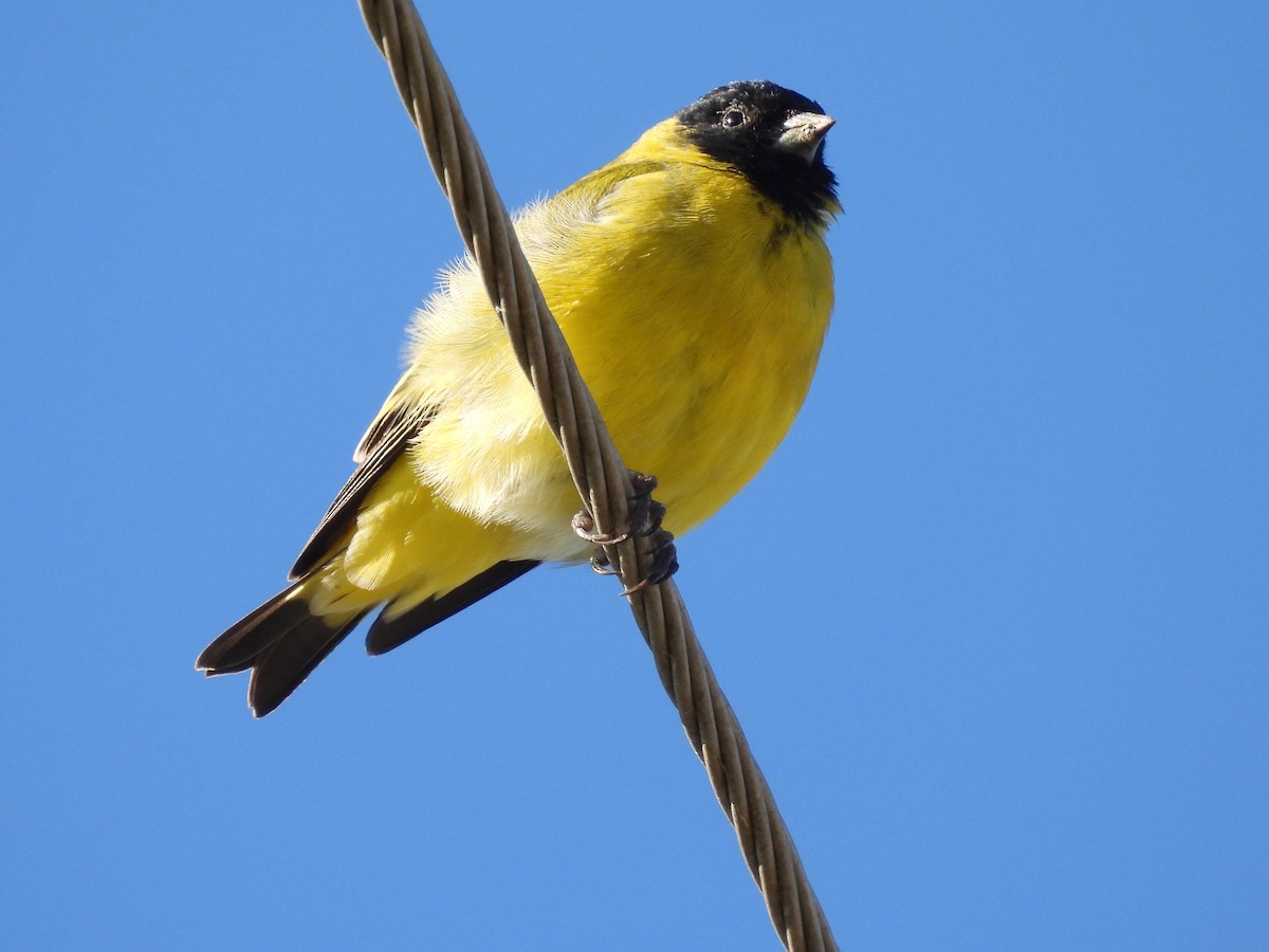 Hooded Siskin - ML635589116
