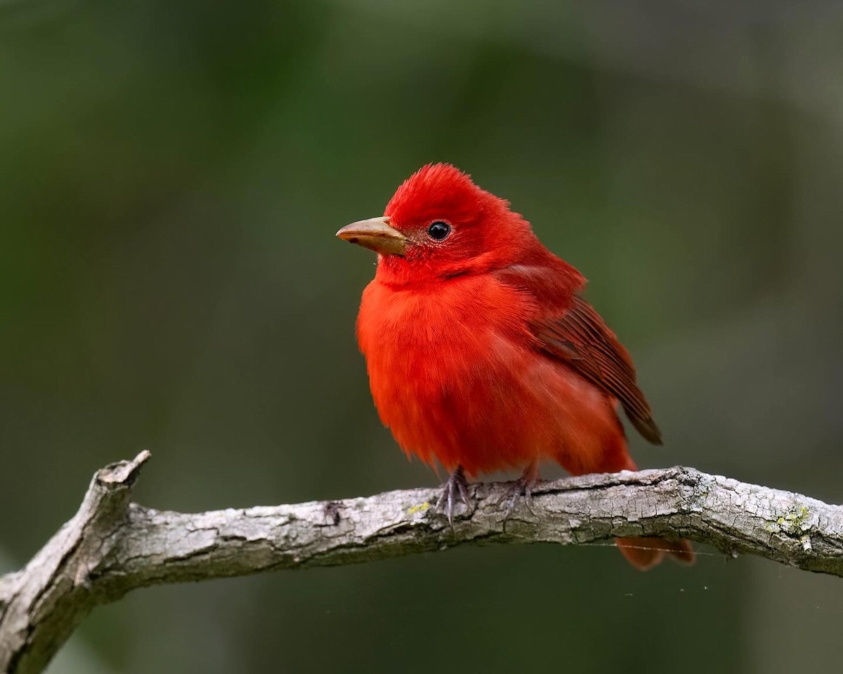Summer Tanager - ML635589119