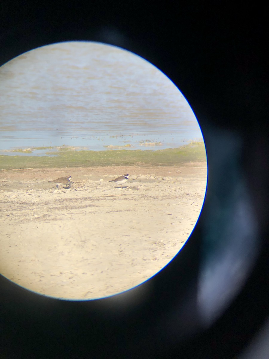 Semipalmated Plover - ML635589127