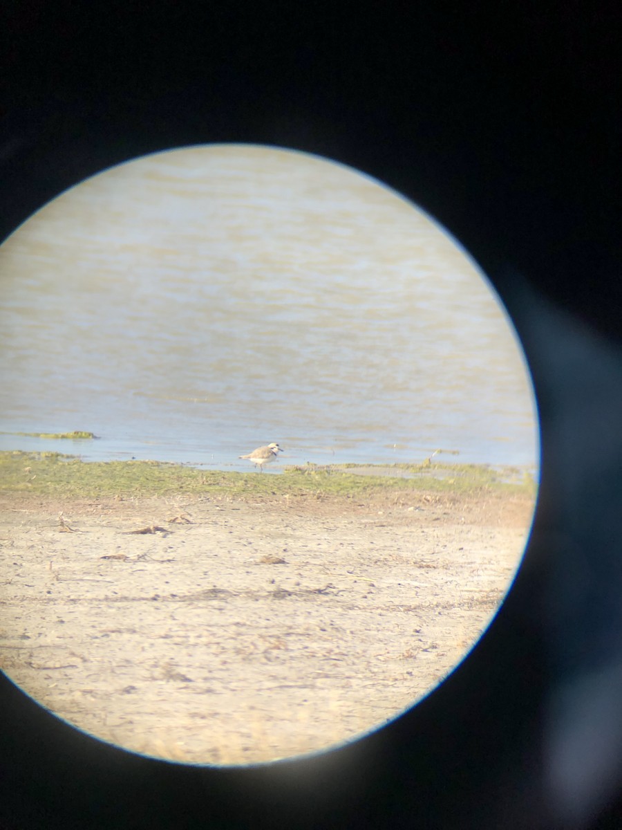 Snowy Plover - ML635589133