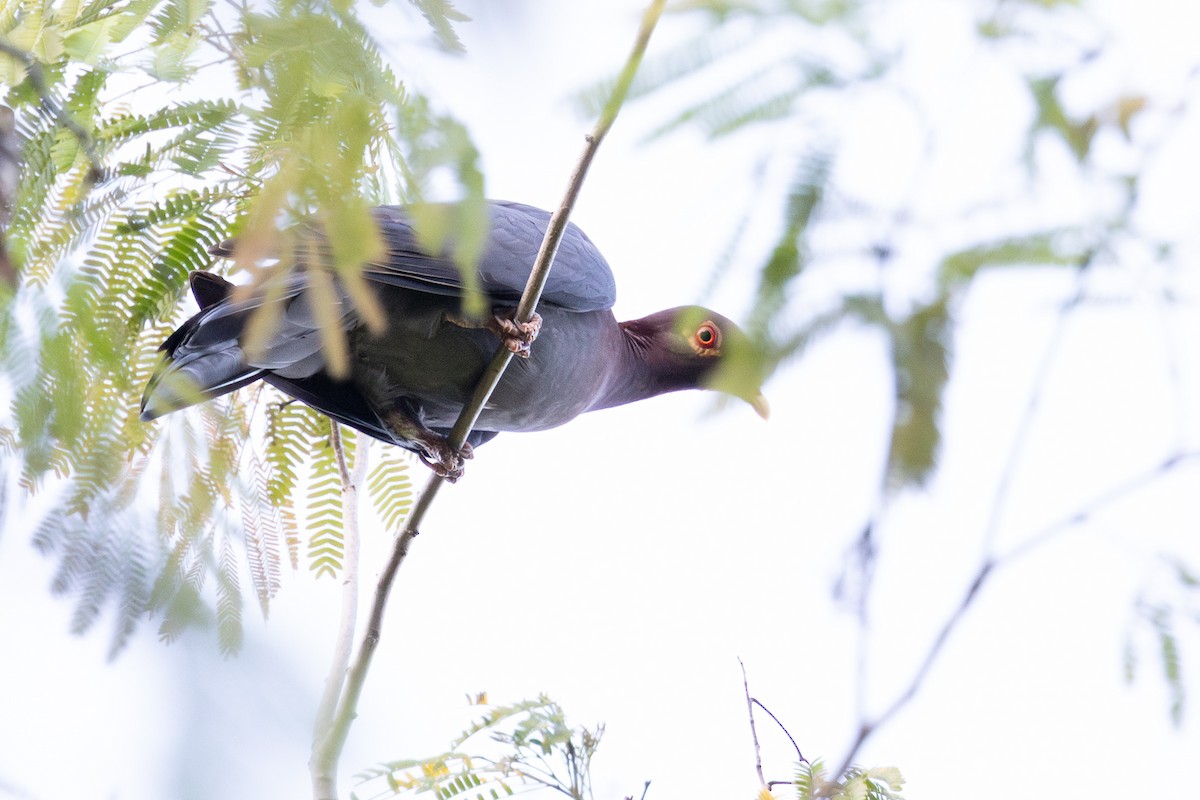 Красношейный голубь - ML635589143
